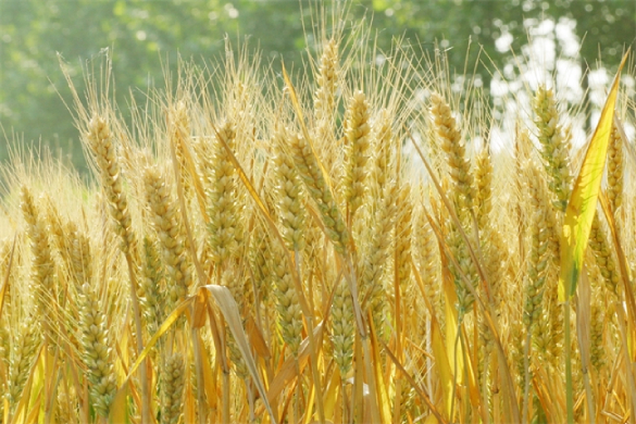 河南省2023年春季农机化生产工作计划