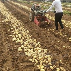 薯类收获机 小手扶车带动土豆花生收货机