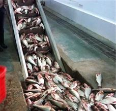 鱼糜生产线的工艺流程和生产设备操作使用要点介绍